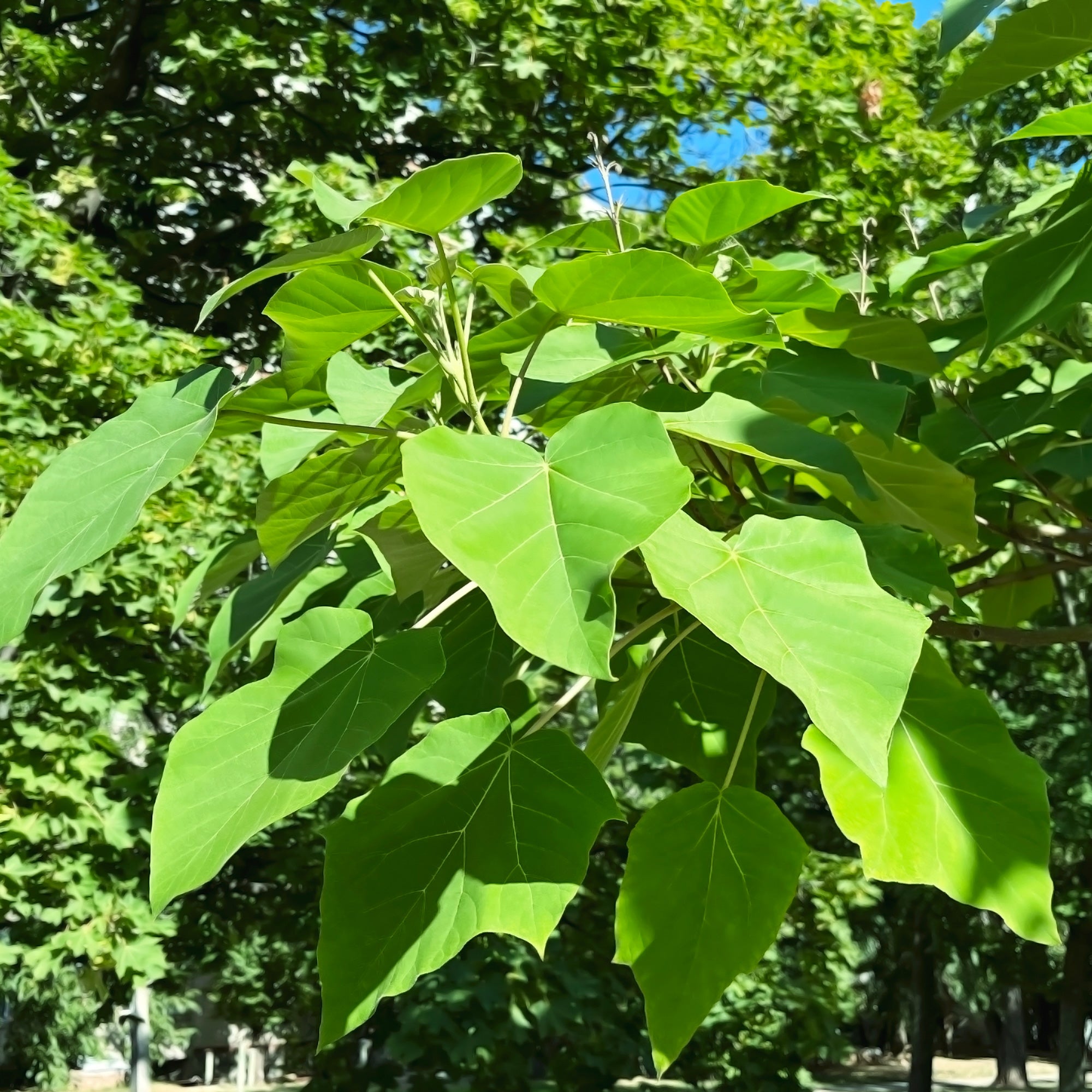 Bakker Paulownia Arbre impérial pot 2L violet