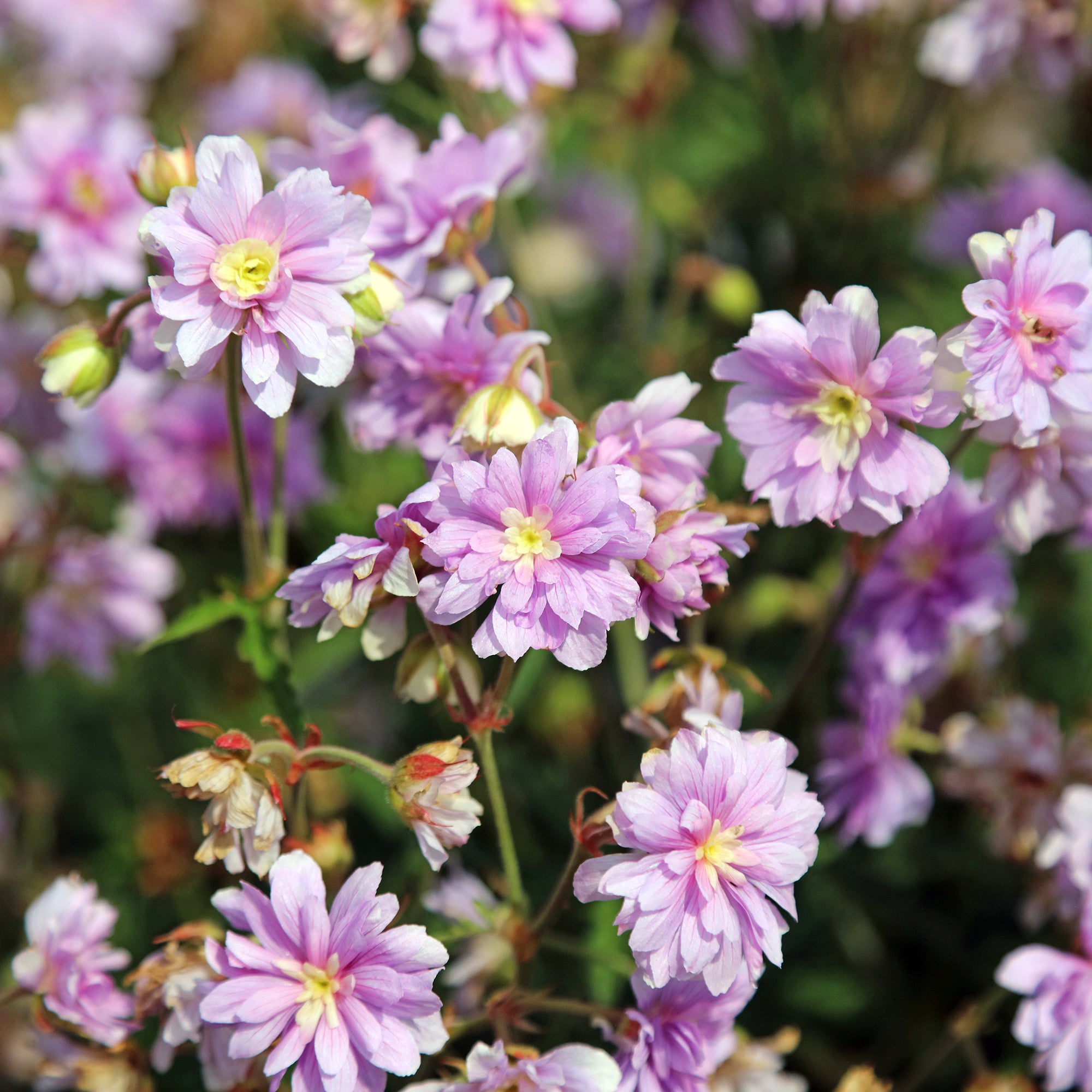Bakker Géranium Summer Skies vivace pot Ø9cm double