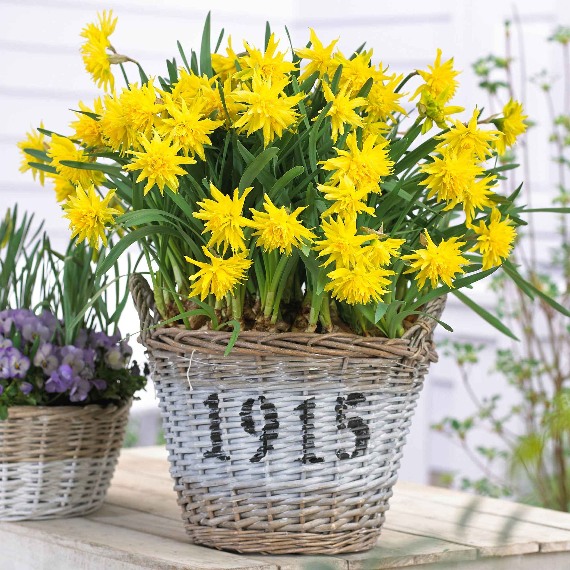 Bakker Bulbes Mini-narcisses Rip van Winkle bulbes sachet 5 jaune