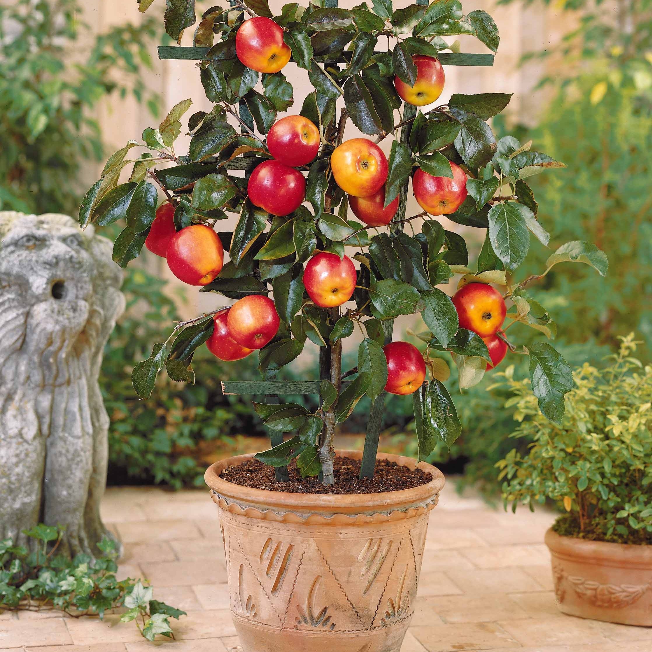 Bakker Collection 4 mini-fruitiers arbre nain pot Ø 9cm