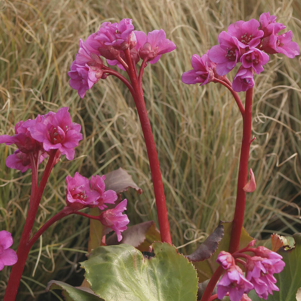 Bakker Bergénia Abendglut cordifolia fuchsia pot Ø 9cm