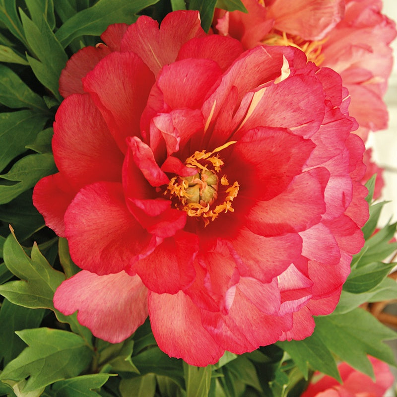 Bakker Pivoine Itoh Julia Rose plante vivace racine nue 2-3 yeux