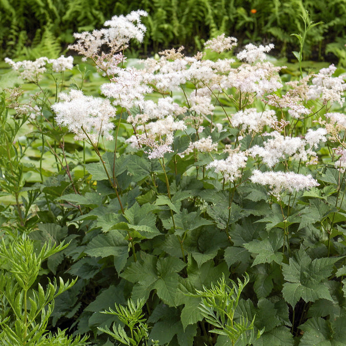 Bakker Reine des prés Filipendula vivace blanche pot Ø 9 cm