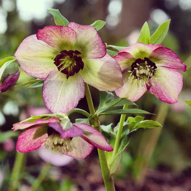 Bakker Hellébore Picotee rose de Noël pot Ø9cm fleur hiver