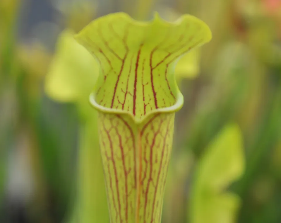 Carniflore Sarracenia alata ornata plante carnivore 1 point