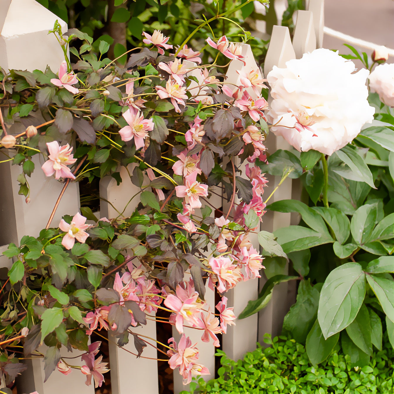 Bakker Plantes Clématite Broughton Star pot 1,5L rose