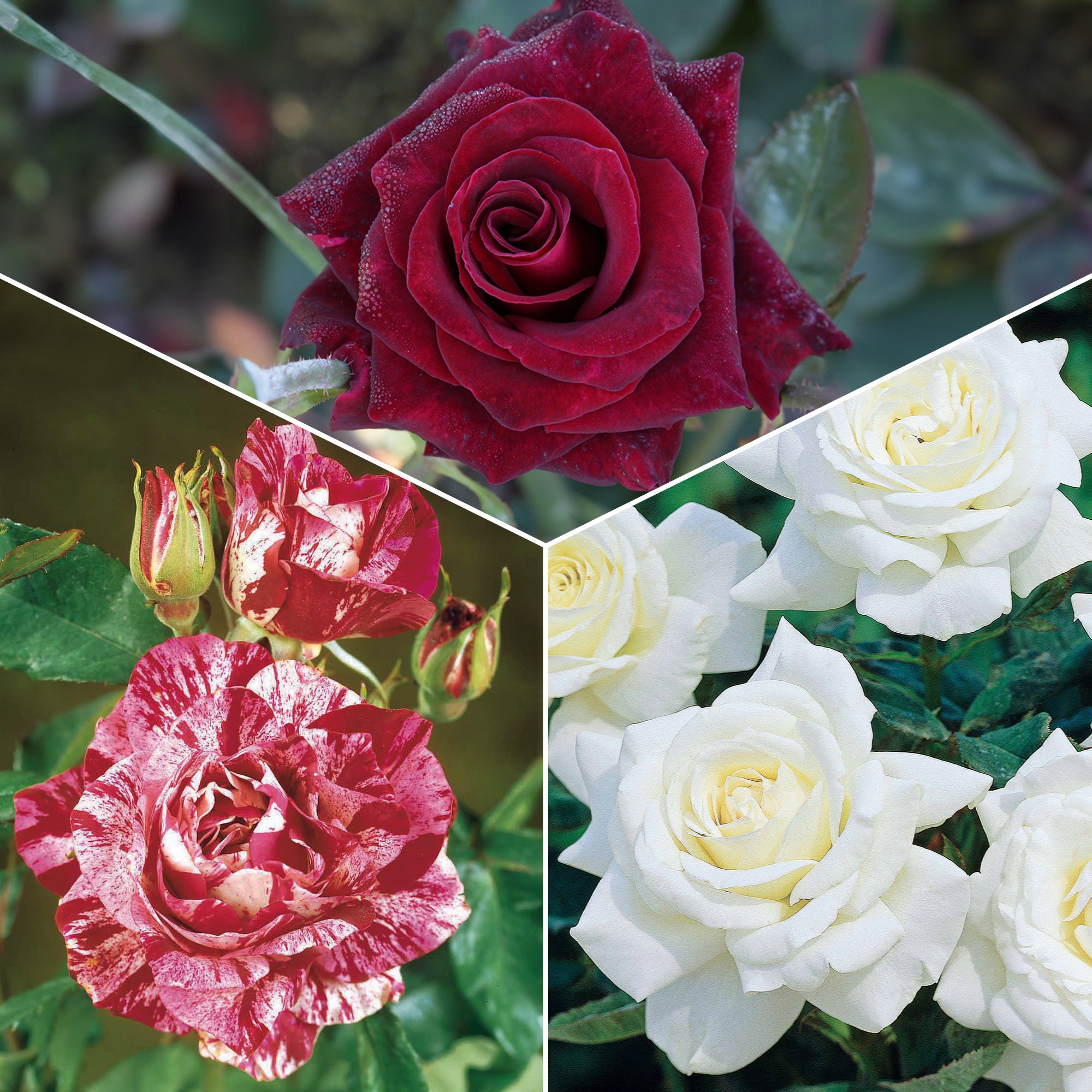 Bakker Rosiers Collection 3 buissons rosier racines nues mélangé