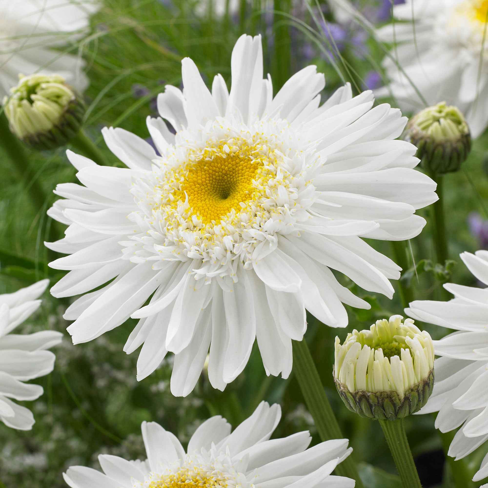 Bakker Marguerite Wirral Supreme vivace pot Ø9cm blanche double été