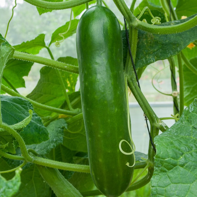 Bakker Potager Concombre Vert long graine sachet 3g