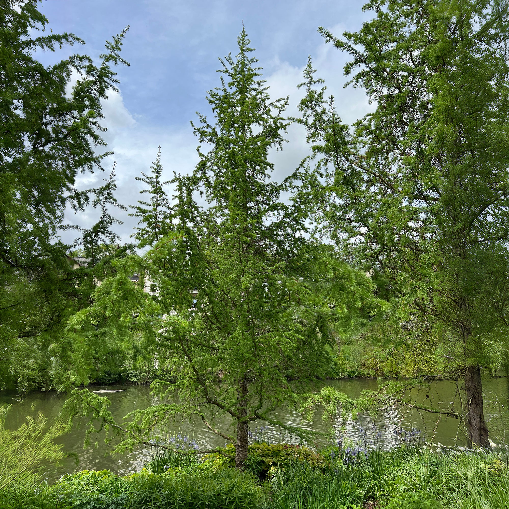 Bakker Mélèze du Japon Larix kaempferi arbre pot 2L 80-100cm