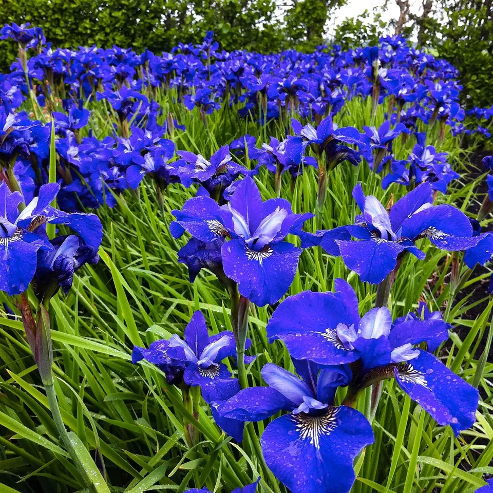 Bakker Iris de Sibérie Oiseau Bleu vivace 3 racines nues bleu
