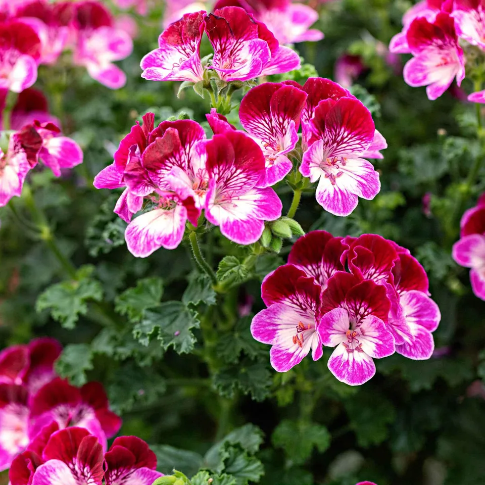 Bakker Terrasses et balcons Géranium Tip Top Duet 3 pots Ø10.5cm rose