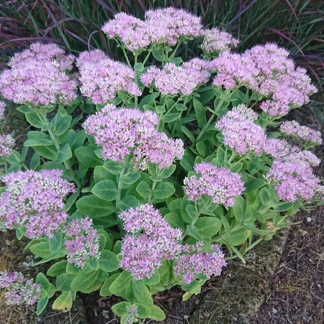 Passion Vivaces Sedum spectabilis Steven Ward sedum pot 1 litre rose