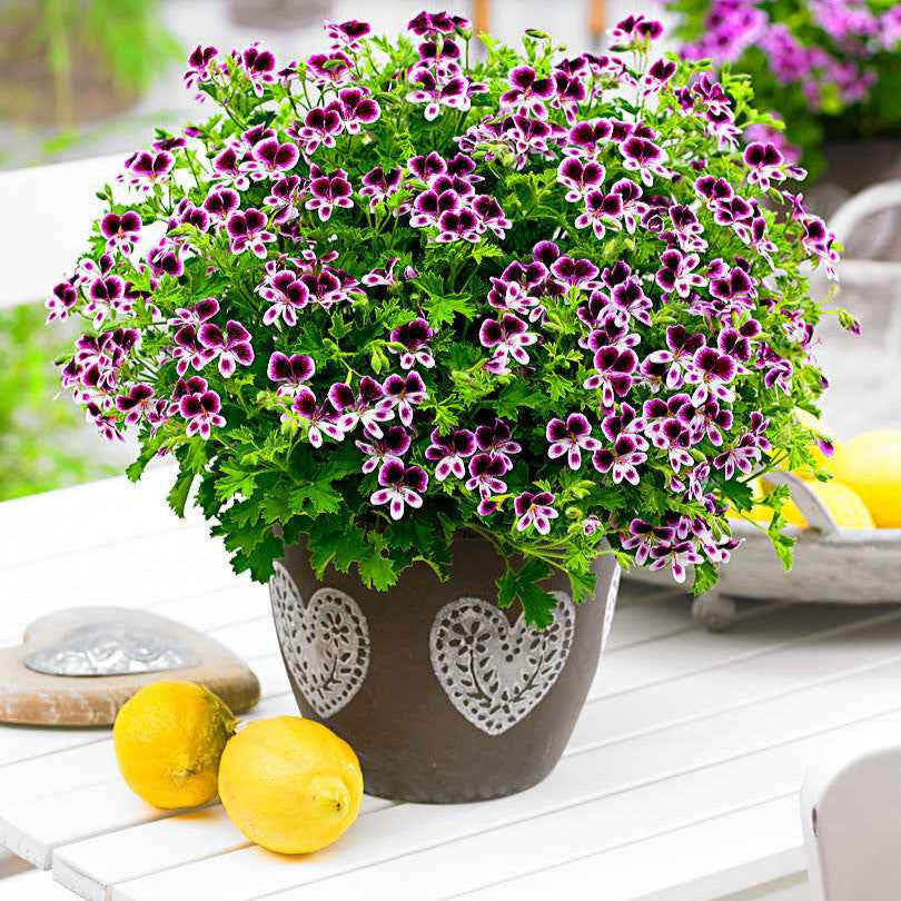 Bakker Pelargonium Mosquitaway Lizzy Eva 6 pots Ø10,5cm rose