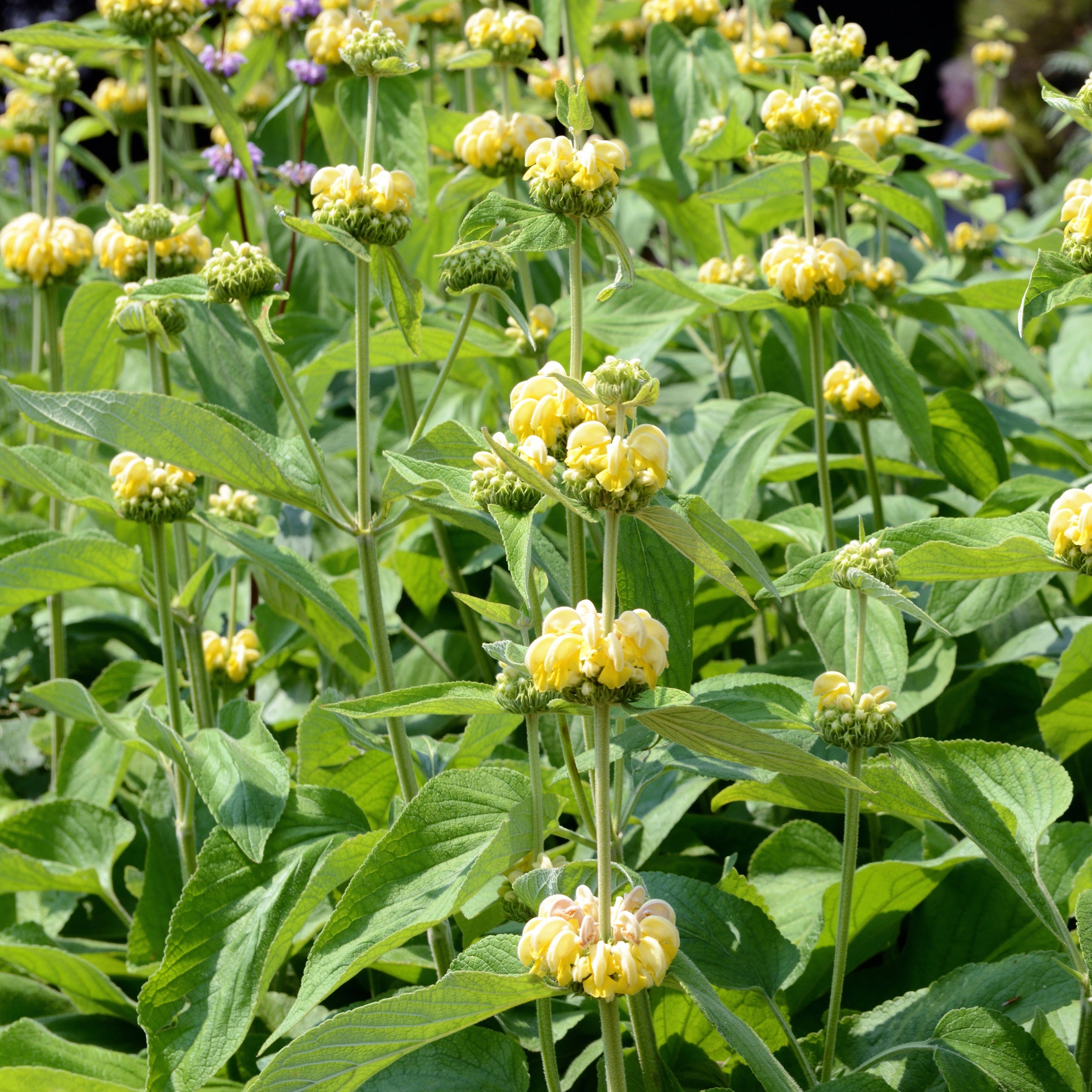Bakker Sauge de Jérusalem Phlomis vivace pot 8cm jaune