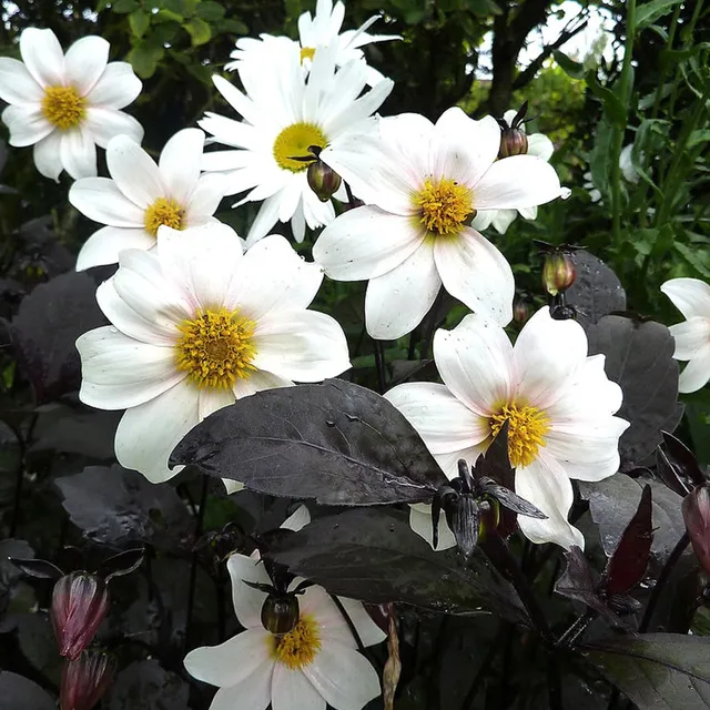 Bakker Twyning's After Eight dahlia pot Ø 9cm blanc
