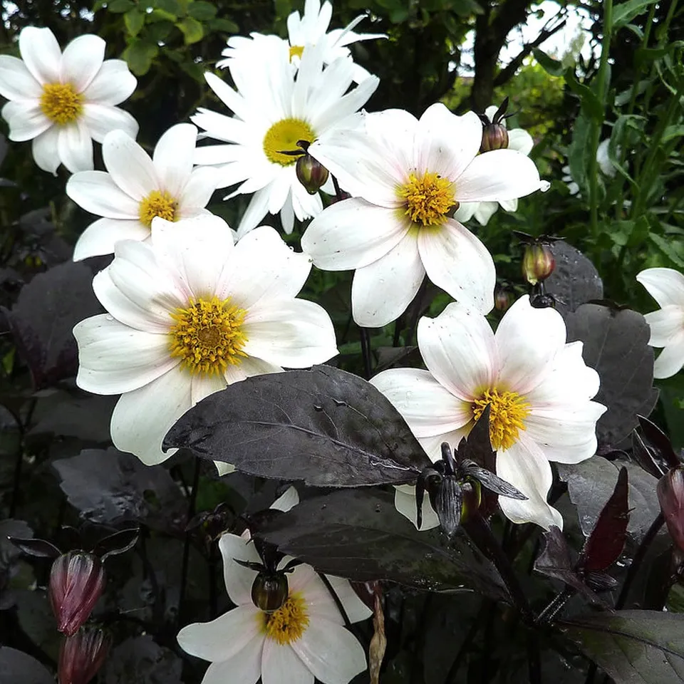 Bakker Twyning's After Eight dahlia pot Ø 9cm blanc