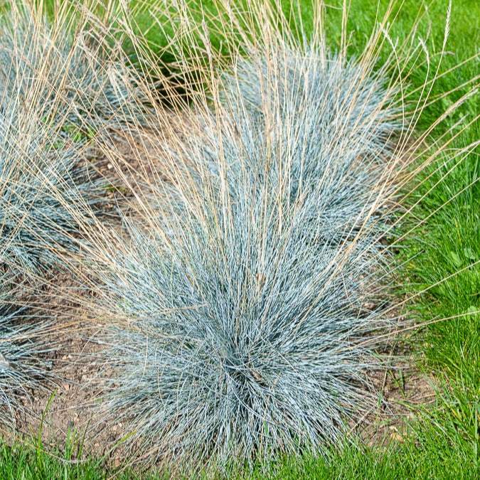 Bakker Plantes Fétuque bleue Elijah Blue graminée pot 9 cm