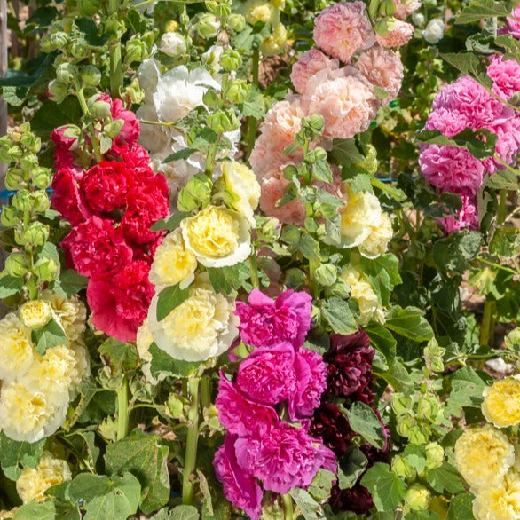 Bakker Roses Trémières Doubles Vivace Lot 5 Racines Mélange