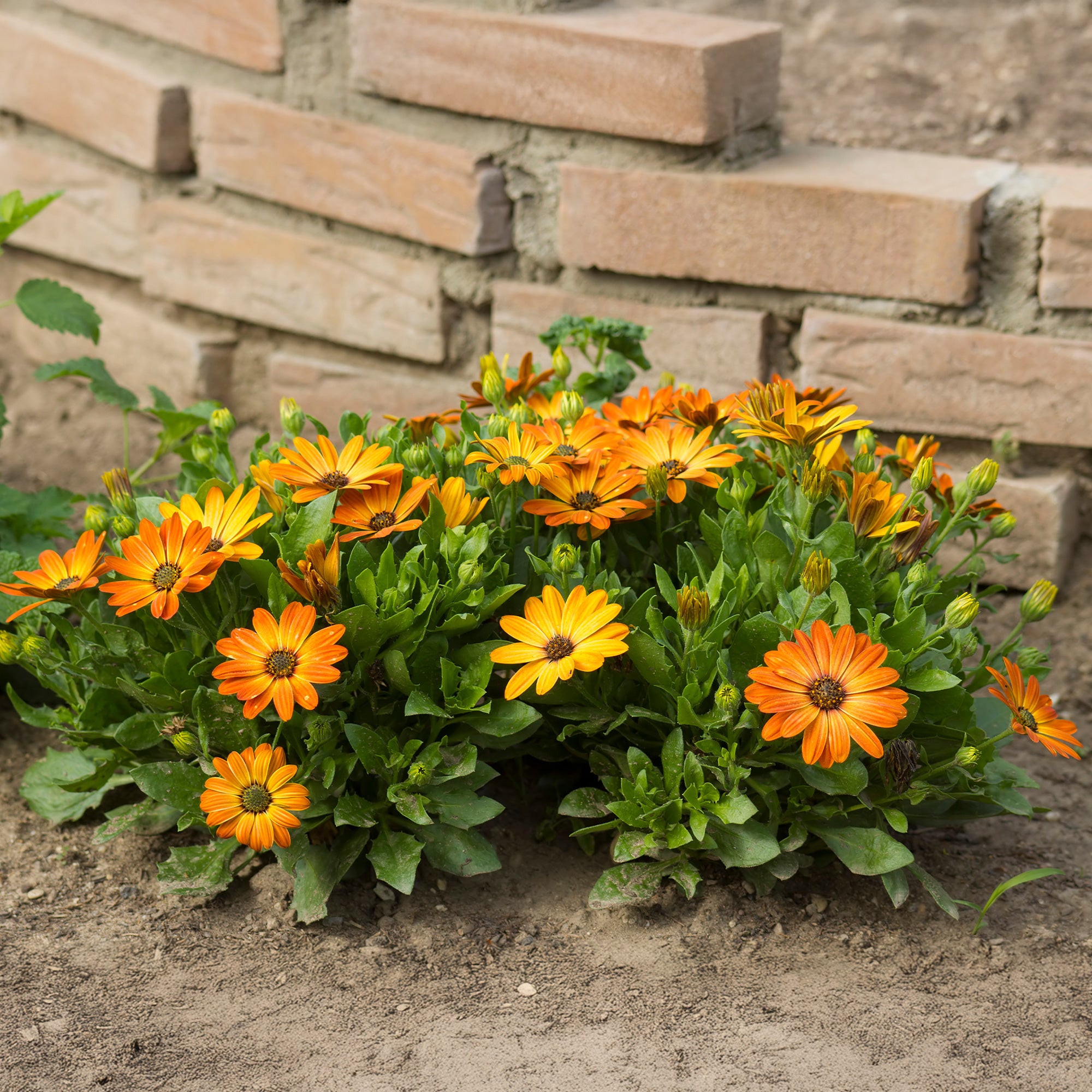 Bakker Marguerite du Cap orange pot 10,5cm