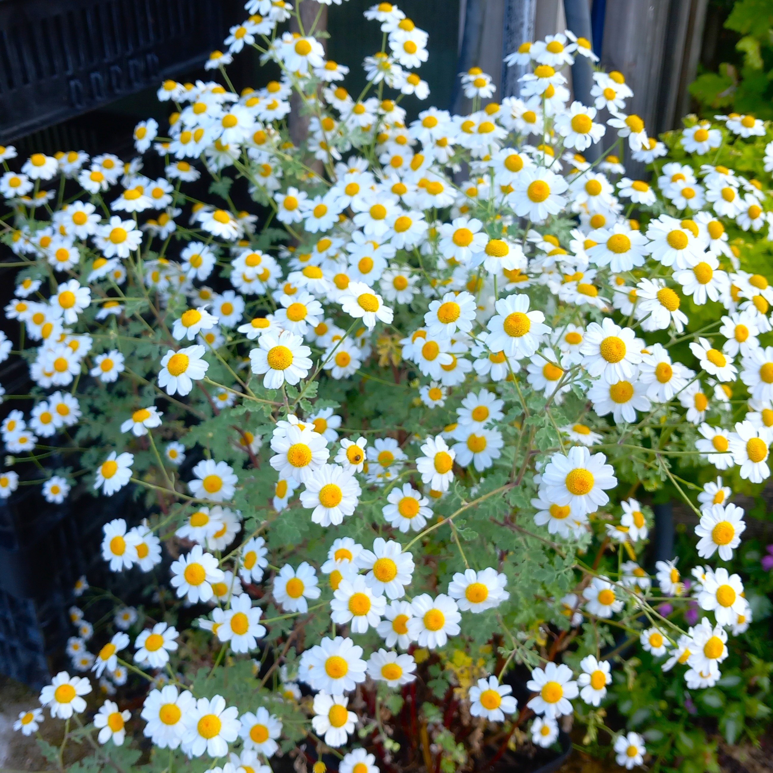 Tanacetum niveum Jackpot grande camomille vivace blanche