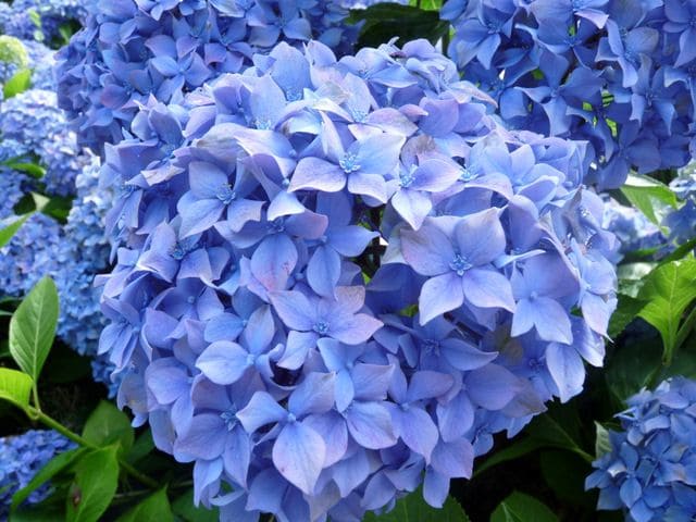 Les Hortensias du Haut Bois Lausanne hortensia fleurs rondes