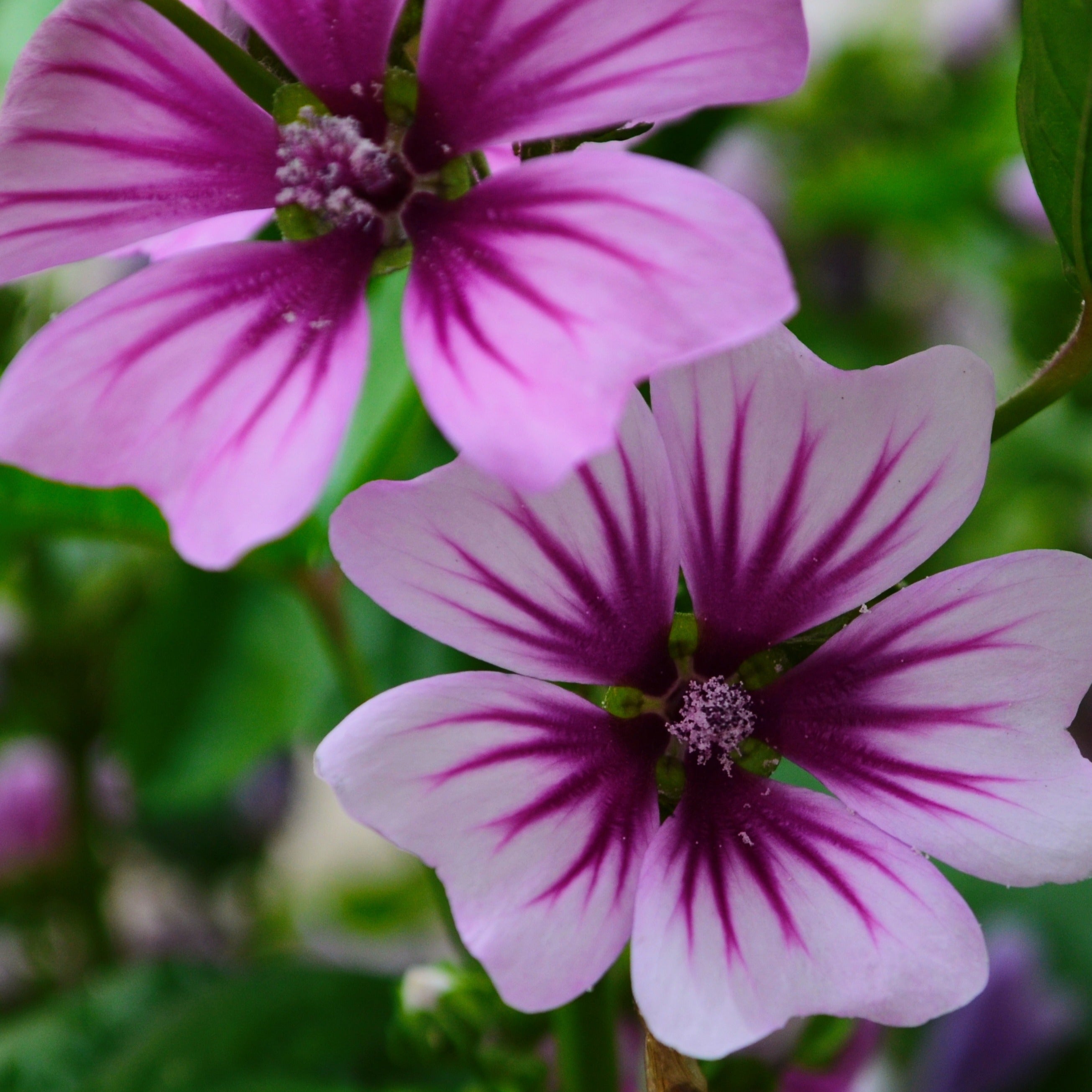 Bakker 2 Mauves zébrées pots 9cm vivace rayée violet