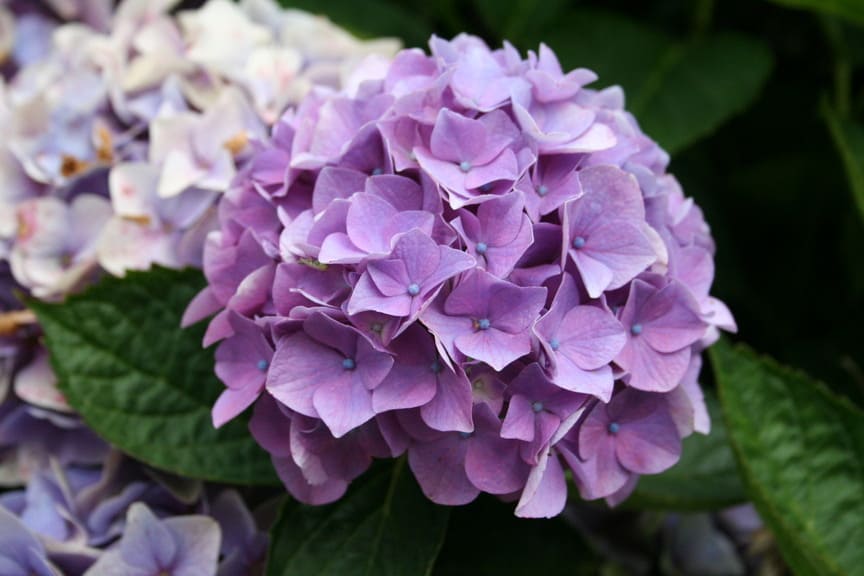 Les Hortensias du Haut Bois Eldorado hortensia fleurs rondes