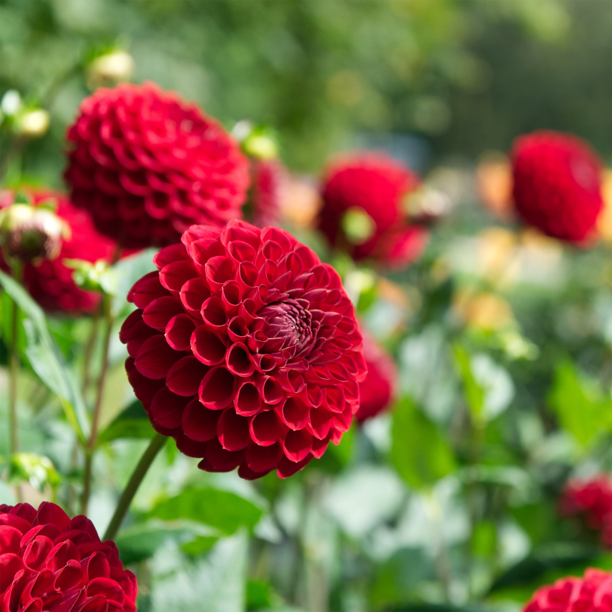 Bakker Cornel dahlia Ball bulbe I rouge 110cm