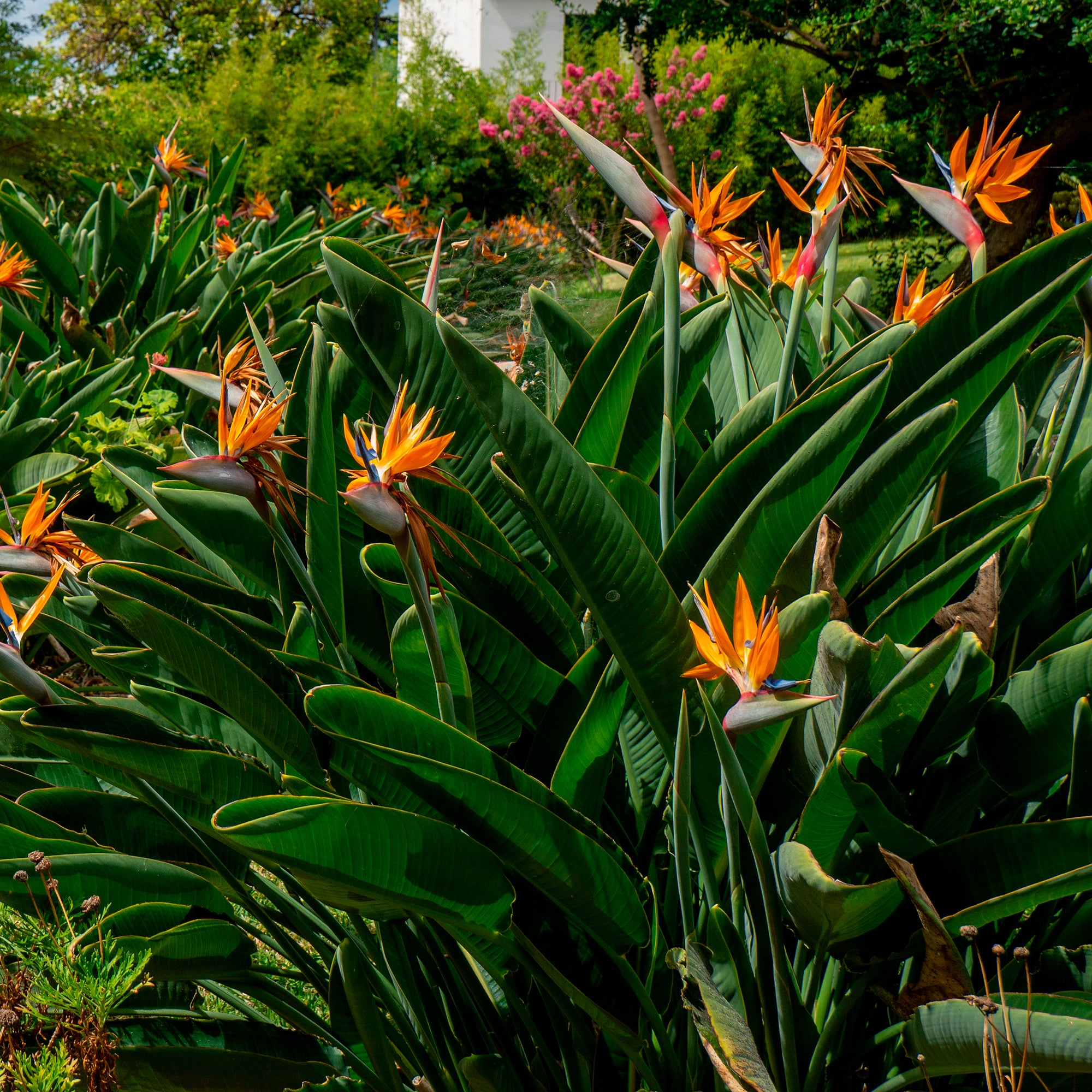 Bakker Oiseau du paradis Strelitzia plante intérieur pot 1L orange