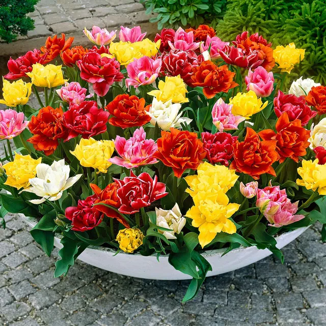 Bakker Murillo Tulipes doubles sachet 20 bulbes mélange nain