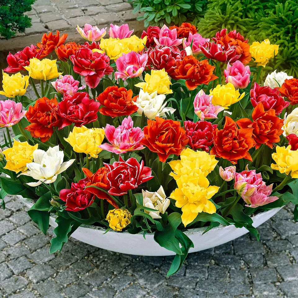 Bakker Murillo Tulipes doubles sachet 20 bulbes mélange nain