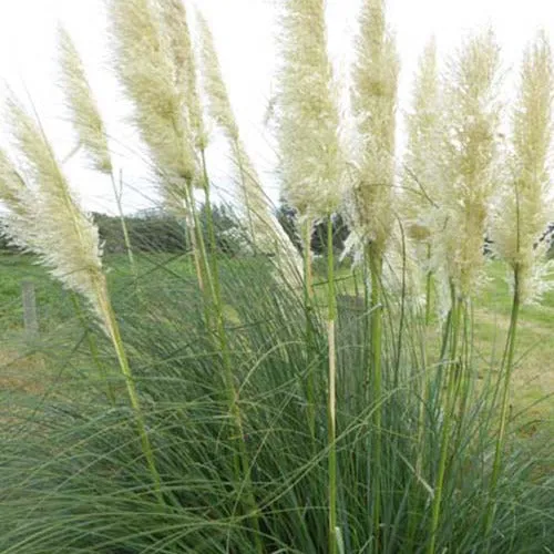 Bakker Sunningdale Silver herbe de la pampa pot 3L rustique