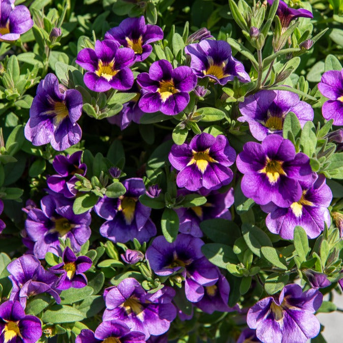 Bakker Bumble Bee Mini-pétunia retombant 3 pots Ø10.5cm violet