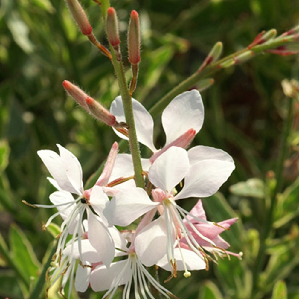 Bakker Gaura Corrie's Gold plante vivace pot 9cm fleurs blanches