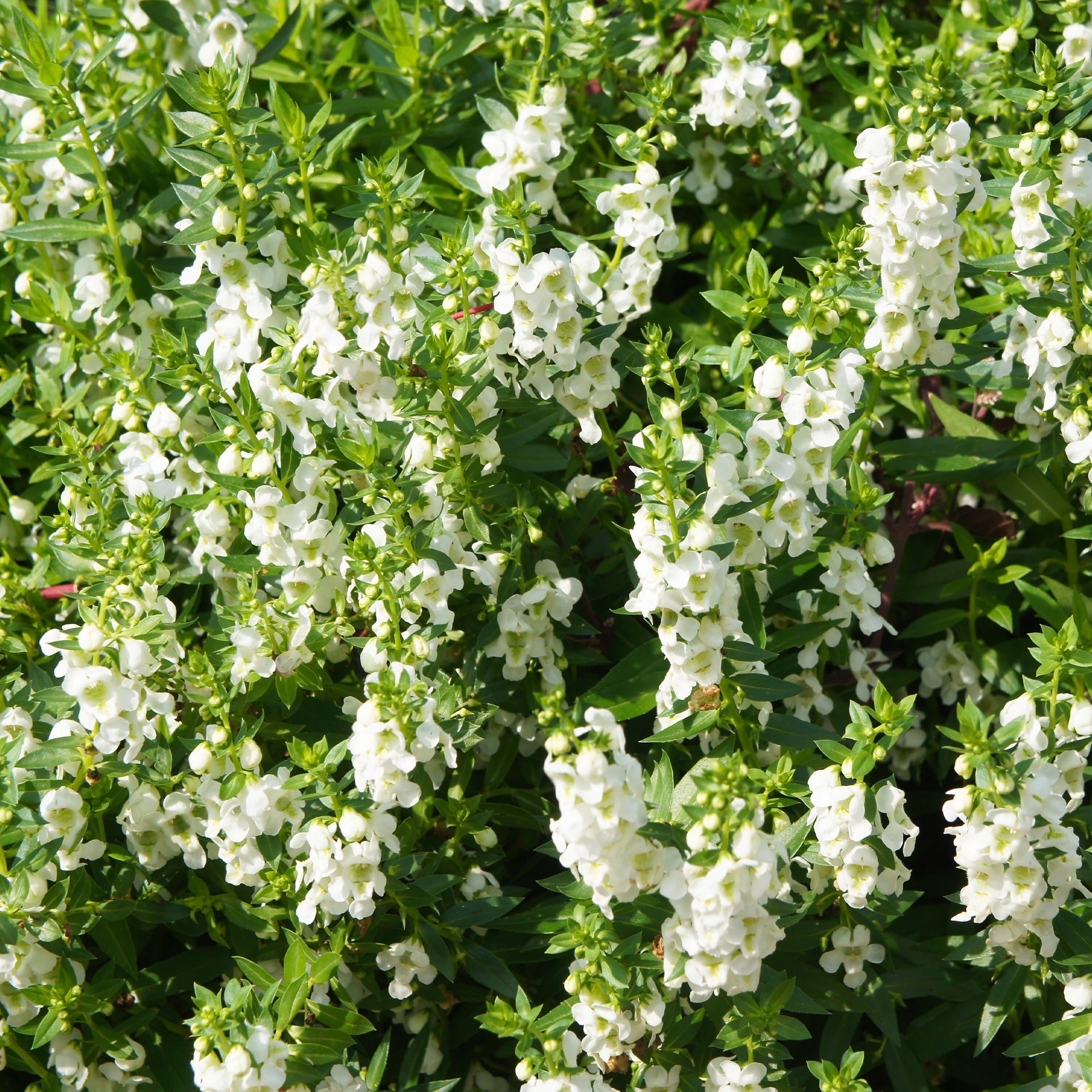 Bakker Angelonia blanche fleur pot 10,5cm