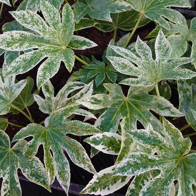 Passion Vivaces Fatsia japonica Spider's Web pot 2 L panaché
