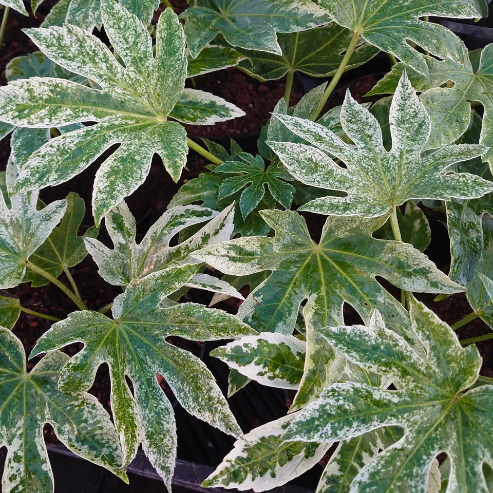 Passion Vivaces Fatsia japonica Spider's Web pot 2 L panaché