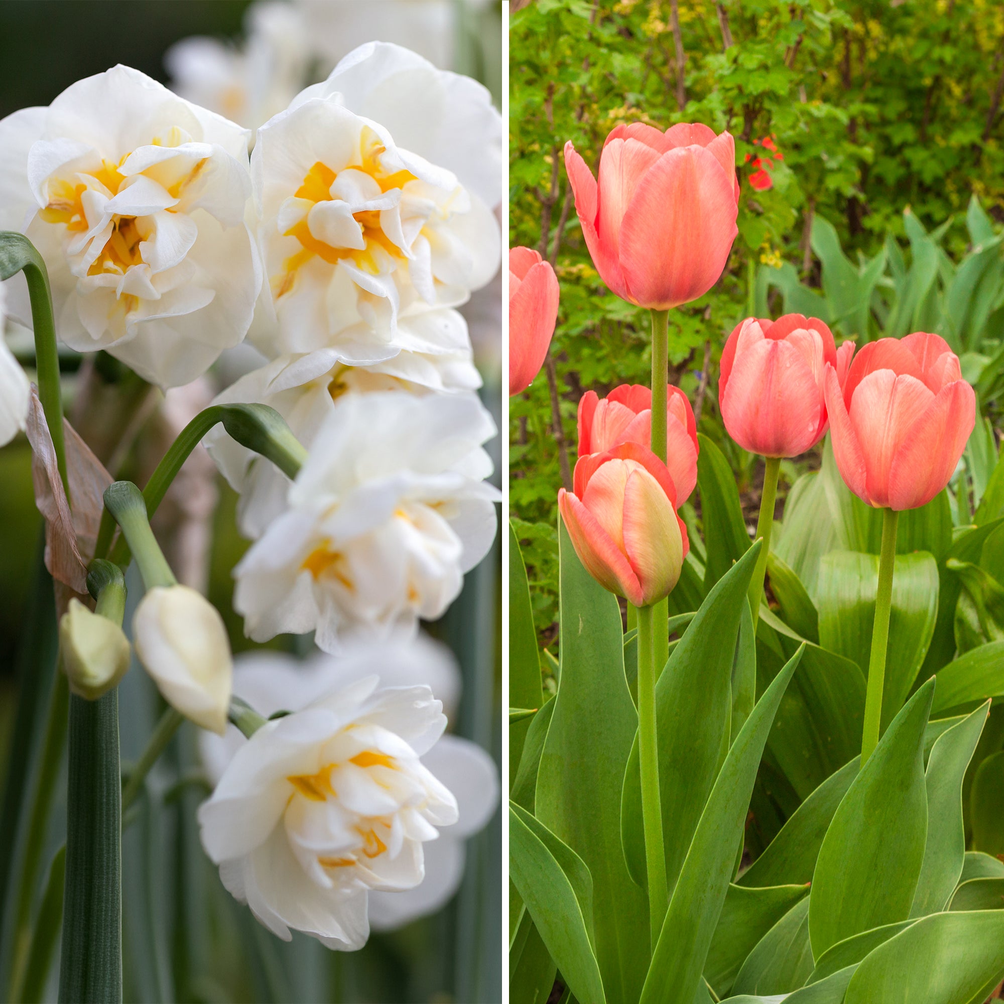 Bakker Van Eijk bulbes tulipe narcisse 10 bulbes rose