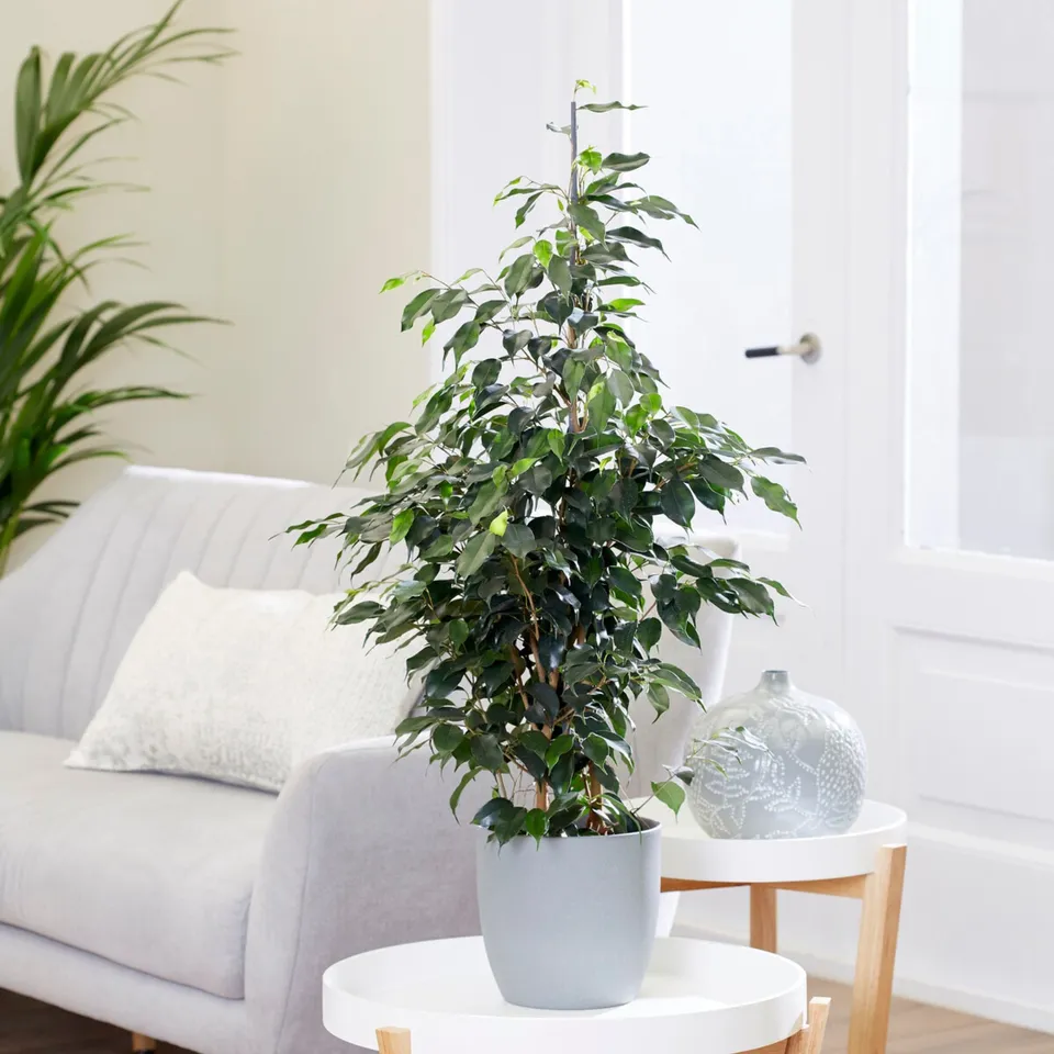 Bakker Plantes d'intérieur Danielle ficus benjamina pot 17cm