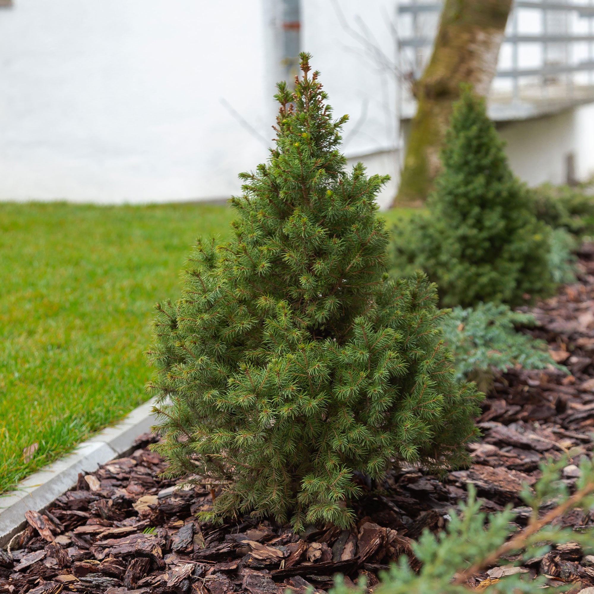 Bakker Picea Glauca Conica mini sapin pot 1.5L persistant