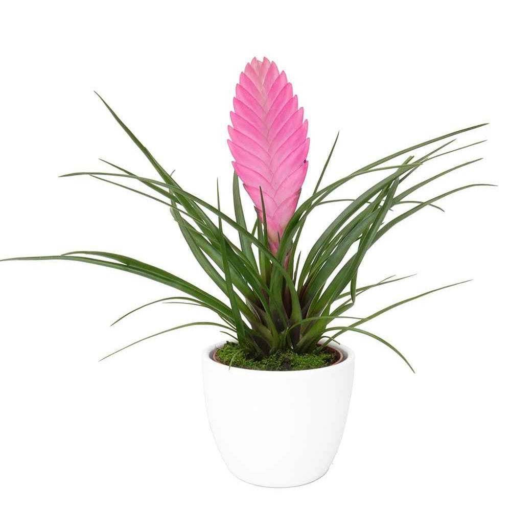 Bakker Tillandsia bleu plante intérieure pot 9cm épi rose