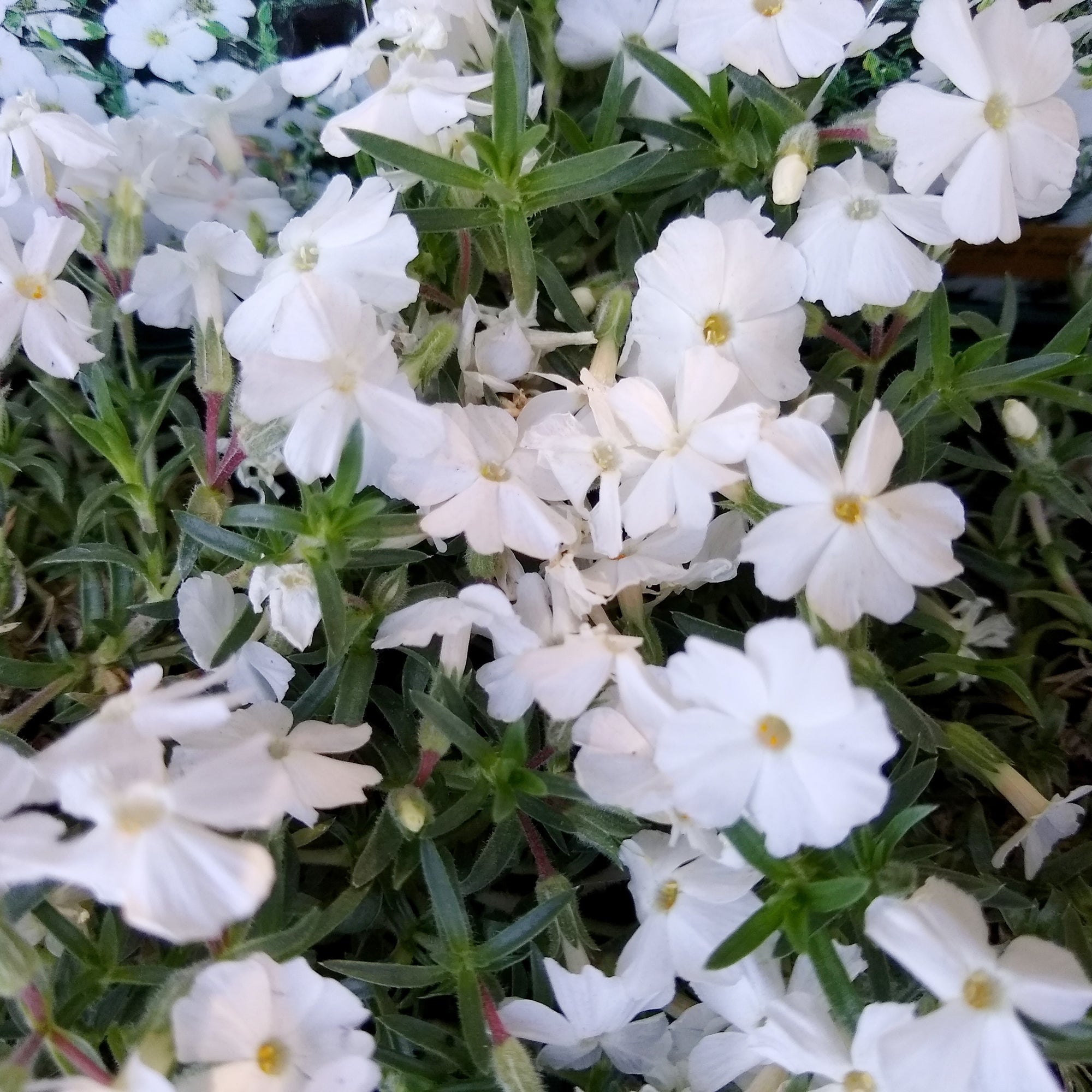 Bakker Phlox White Admiral plante vivace pot Ø 9cm blanc
