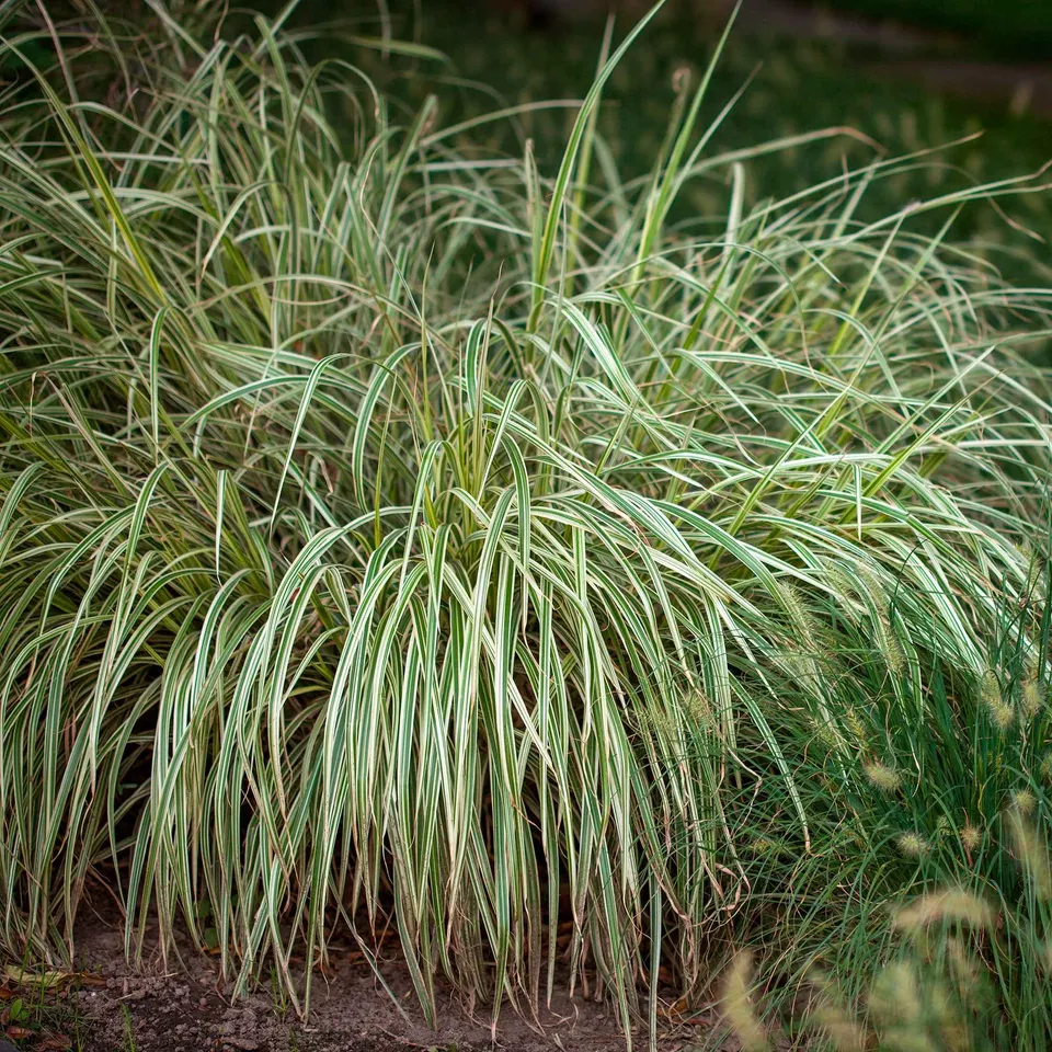 Bakker Laîche du Japon panachée Carex plante pot Ø9cm lot de 2