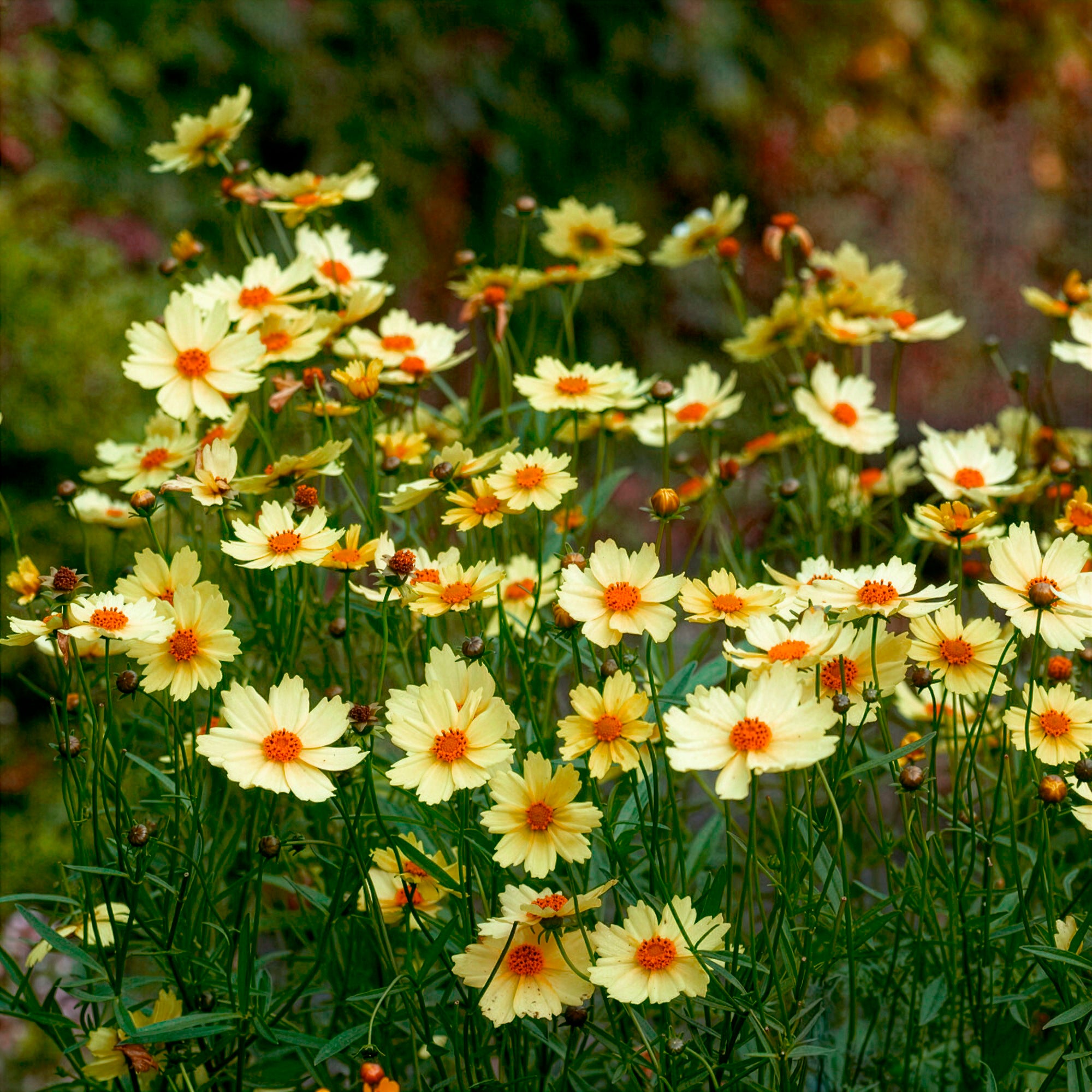 Bakker Coreopsis Full Moon pot 8cm vivace jaune soleil