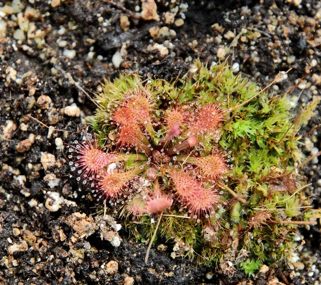 Carniflore Drosera sp. Lantau Island plante carnivore pot 9 cm