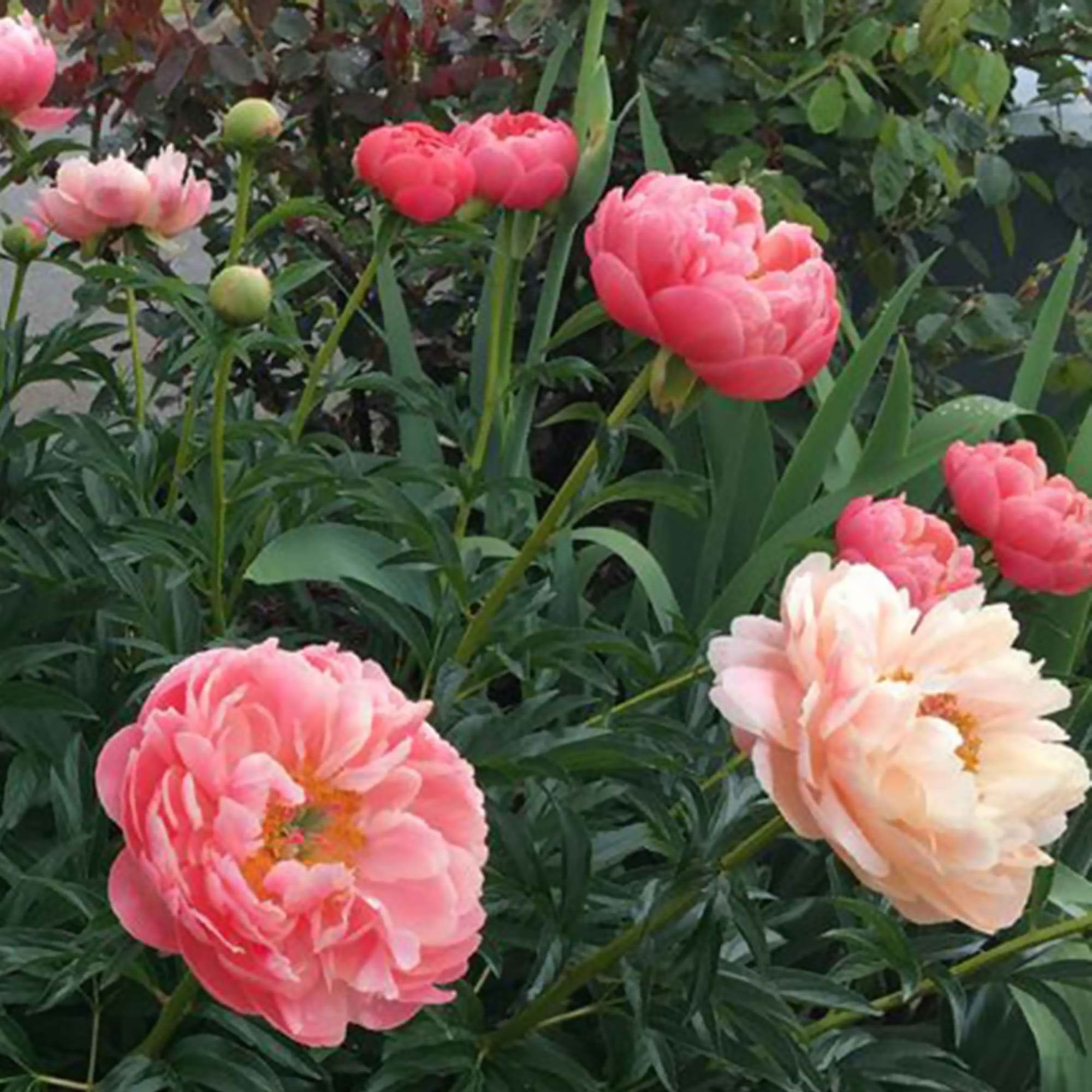 Bakker Coral Sunset pivoine racine nue 2-3 yeux rose