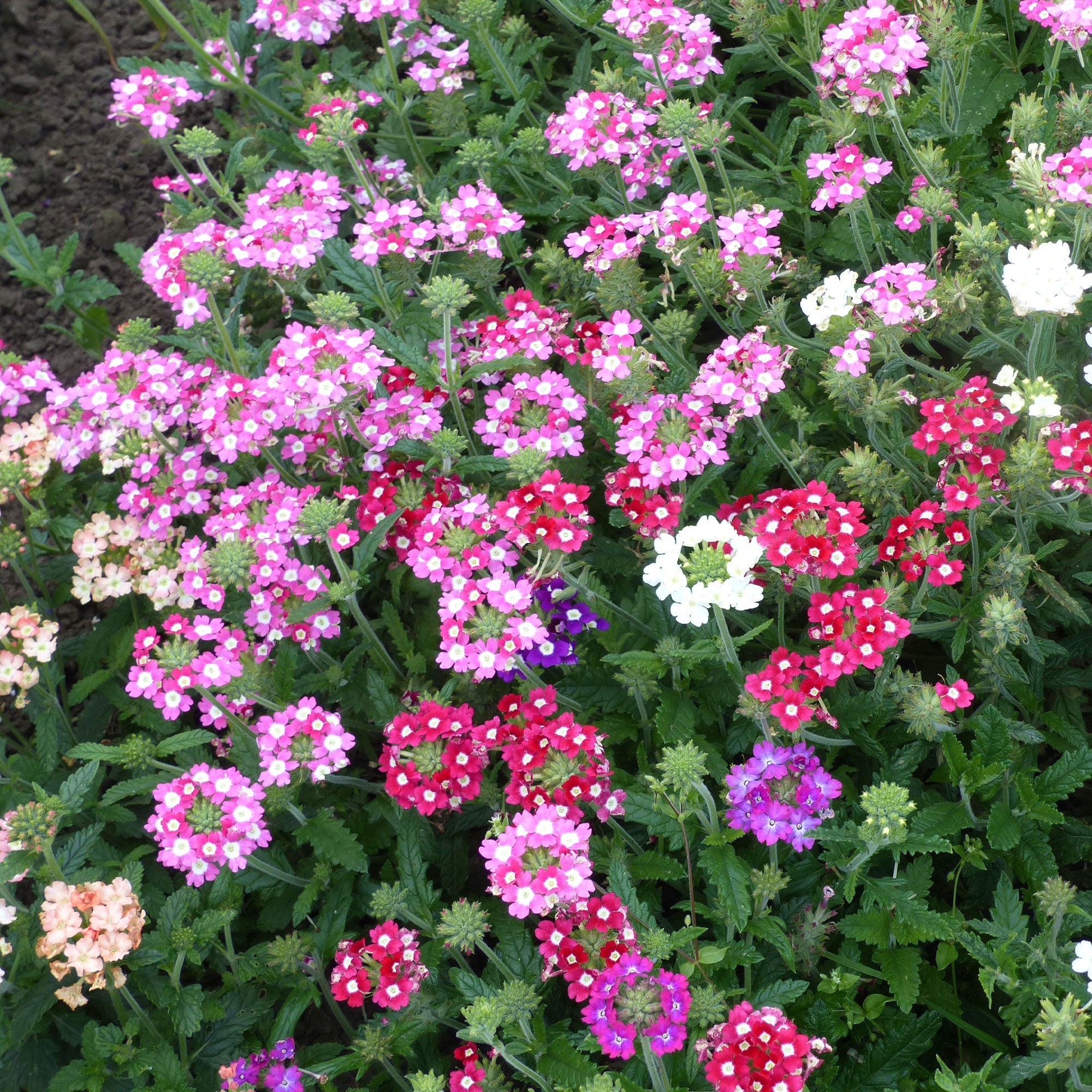 Bakker Potager et Graines Verveines grandes fleurs sachet 1,5g mélange