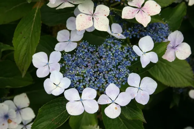 Les Hortensias du Haut Bois Hatsushimo hortensia plates