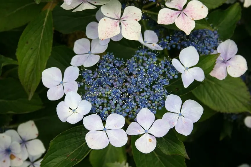 Les Hortensias du Haut Bois Hatsushimo hortensia plates